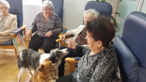 Terapia canina 2019 5